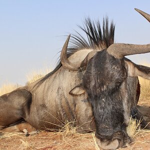 Blue Wildebeest Guided by Zana Botes