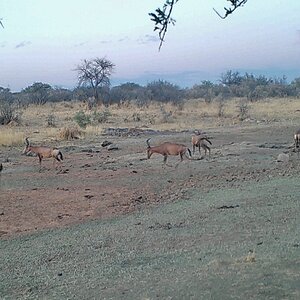 Red Hartebeest at Zana Botes Safari