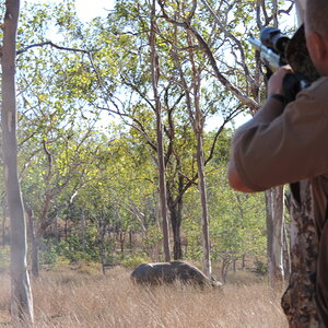 Asiatic Water Buffalo Hunting Australia