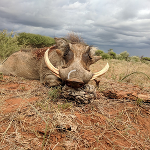 South Africa Hunting Warthog