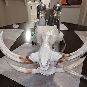 Warthog Skull