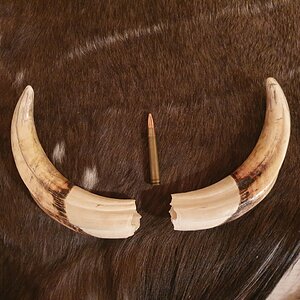 Warthog Tusks