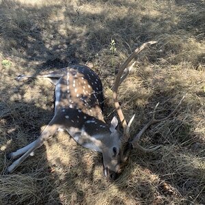 Hunt Axis Deer in Sonora Texas