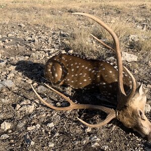 Axis Deer Hunting Sonora Texas