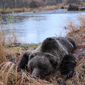 Hunting Bear