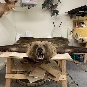 Bear Rug Taxidermy