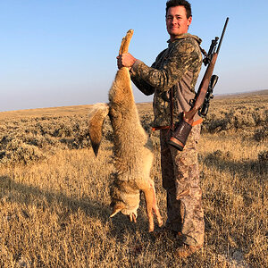 Hunt Coyote in USA