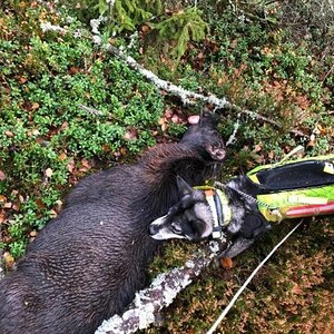 Hunt Moose in Sweden