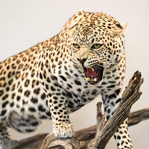 Leopard Full Mount Taxidermy