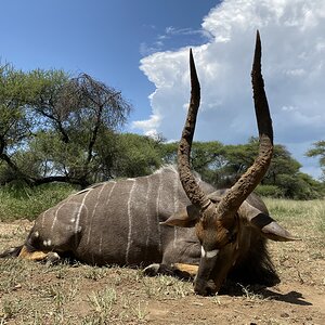 Hunting Nyala in South Africa