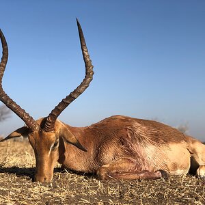 South Africa Hunting Impala