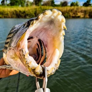 Tigerfish Fishing South Africa