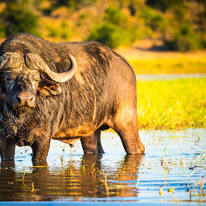 Cape Buffalo South Africa