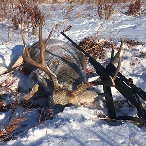 Hunting Mule Deer in Canada