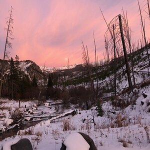 Elk Hunt Montana USA