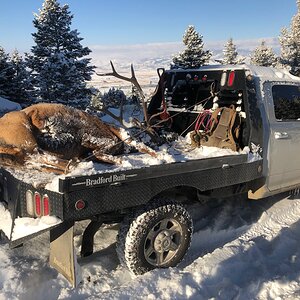 Hunting Elk in Montana USA