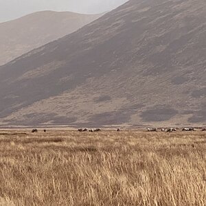 Hunt Sitka Blacktail Deer With Mileur’s Guide Service Alaska USA