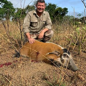 Bushpig Hunt Congo