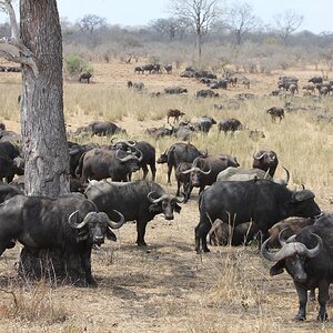 Cape Buffalo in the Kruger National Park South Africa
