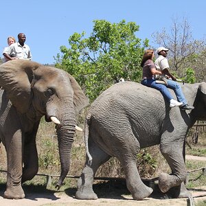 Elephant Ride South Africa