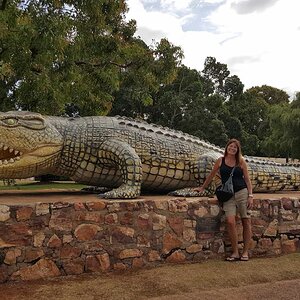 Statue of an 8.64-metre (28.3 ft) long saltwater crocodile named Krys