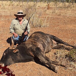 Hunting Scrub Bull in Australia