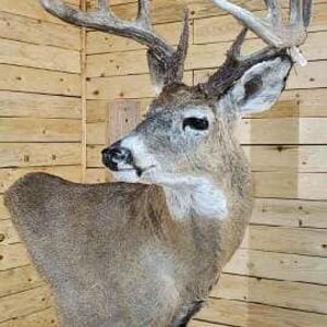 White-tailed Deer Wall Pedestal Mount Taxidermy