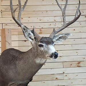 Mule Deer Shoulder Mount Taxidermy