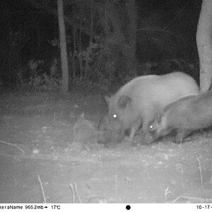 Bushpig Trail Cam Pictures South Africa