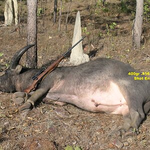 Hunting Asiatic Water Buffalo in Australia