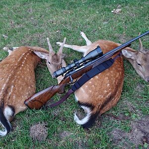 Fallow Deer Hunting England UK