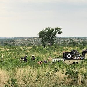 Hunting Elephant in Zimbabwe