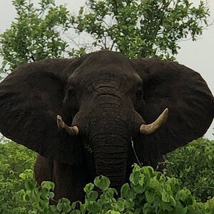 Elephant Zimbabwe