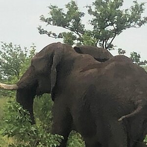 Elephant Zimbabwe