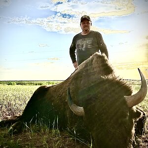 Hunting Bison In Texas USA