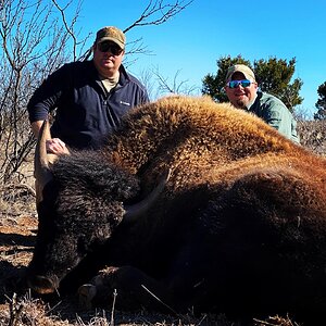 Texas USA Hunting  Bison