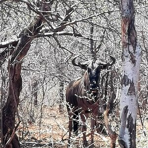 Blue Wildebeest South Africa