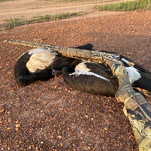 Hunt Magpie Goose in Australia