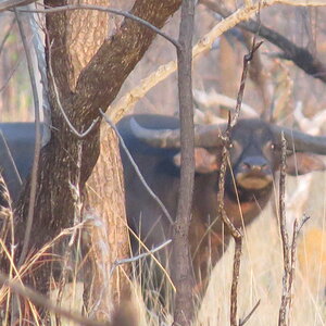 Asiatic Water Buffalo Australia