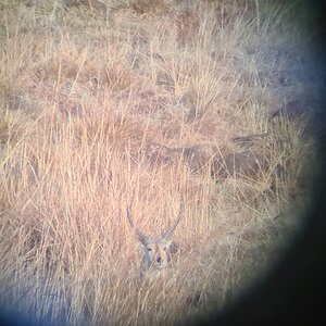 View of Common Reedbuck through the scope