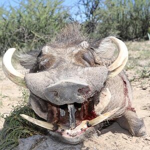 Warthog taken with Zana Botes Safari