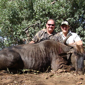 Bow Hunting Blue Wildebeest