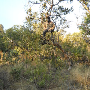 South Africa Bow Hunt Bushpig