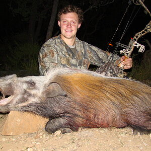 Bow Hunt Bushpig in South Africa