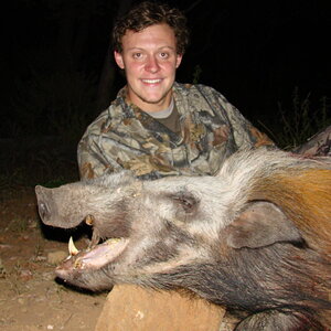 South Africa Bow Hunting Bushpig