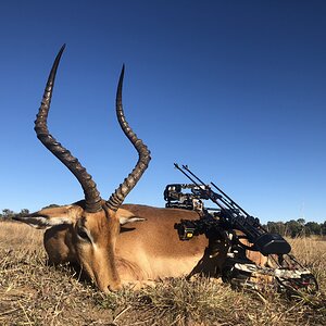 Bow Hunt Impala South Africa