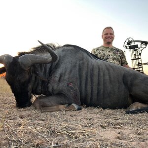 Blue Wildebeest with Ditholo Safaris