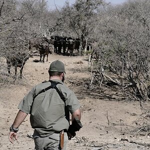 Buffalo Hunting South Africa