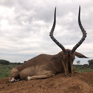 Hunt Impala in South Africa