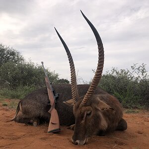 South Africa Hunting Waterbuck